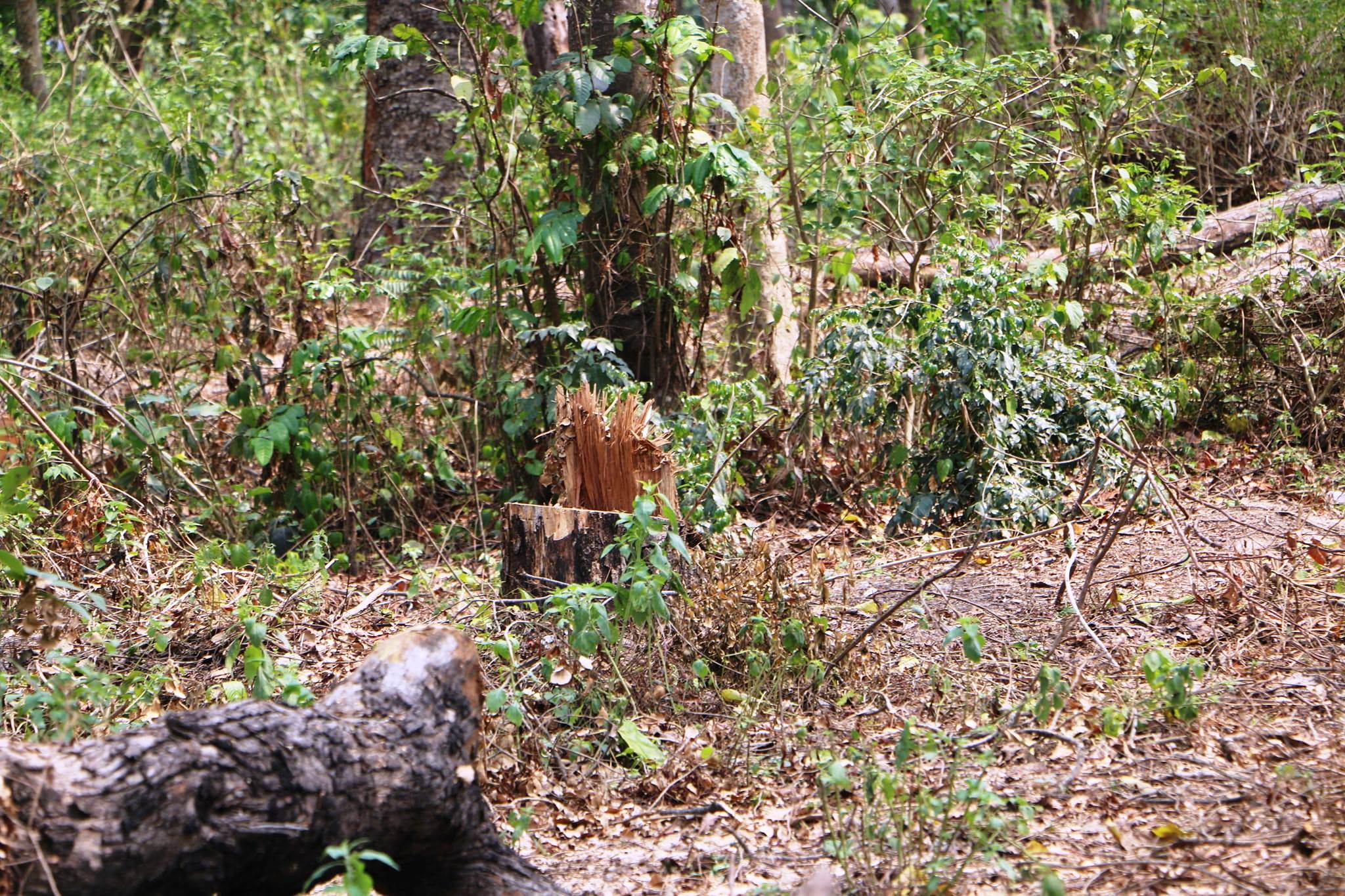 bharatpur forest (3).jpg